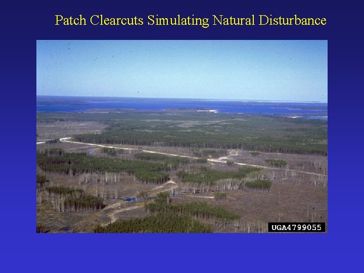 Patch Clearcuts Simulating Natural Disturbance 