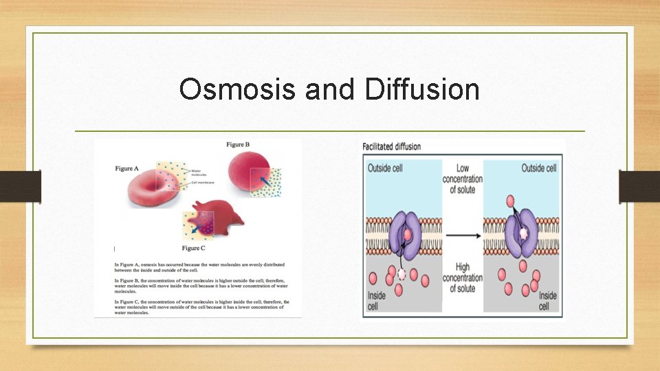 Osmosis and Diffusion 