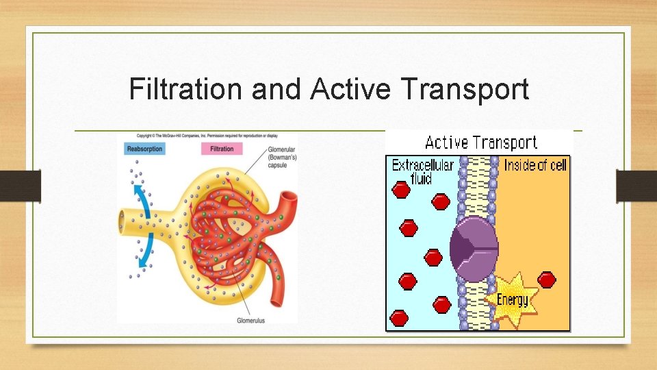 Filtration and Active Transport 