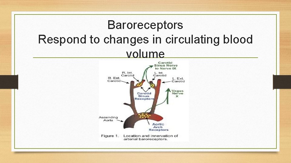 Baroreceptors Respond to changes in circulating blood volume 