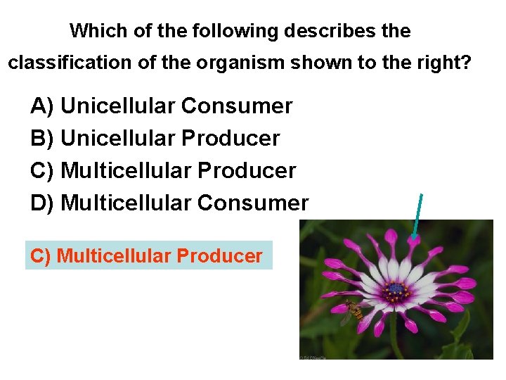 Which of the following describes the classification of the organism shown to the right?