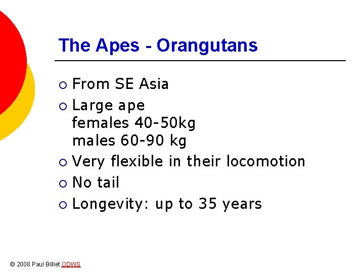 The Apes - Orangutans From SE Asia ¡ Large ape females 40 -50 kg