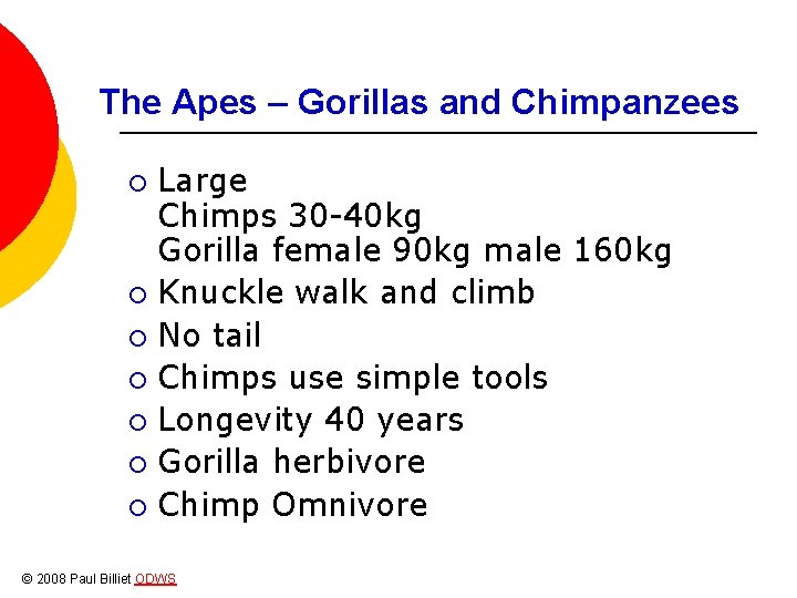 The Apes – Gorillas and Chimpanzees Large Chimps 30 -40 kg Gorilla female 90