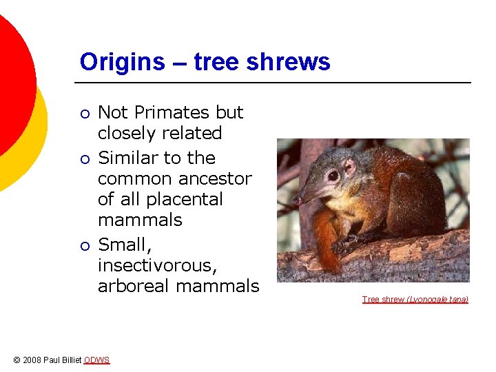 Origins – tree shrews ¡ ¡ ¡ Not Primates but closely related Similar to