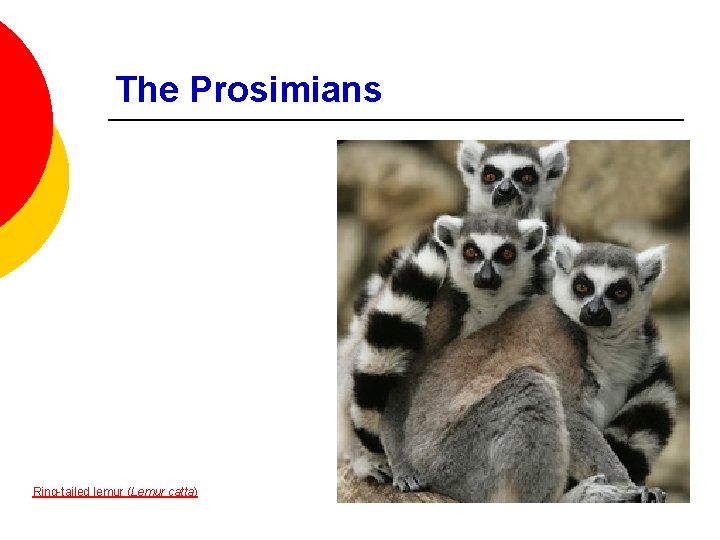 The Prosimians Ring-tailed lemur (Lemur catta) 