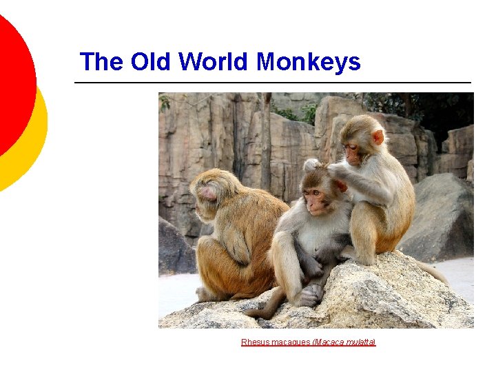 The Old World Monkeys Rhesus macaques (Macaca mulatta) 