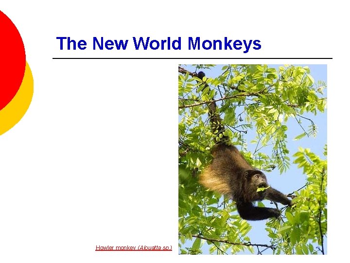 The New World Monkeys Howler monkey (Alouatta sp. ) 