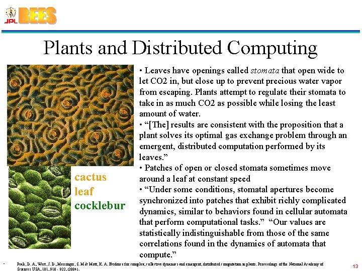 Plants and Distributed Computing cactus leaf cocklebur • • Leaves have openings called stomata