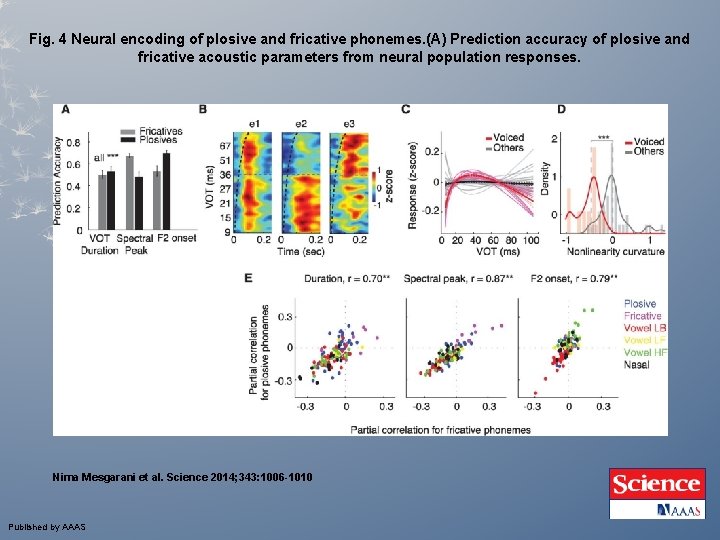 Fig. 4 Neural encoding of plosive and fricative phonemes. (A) Prediction accuracy of plosive Fig. 4 Neural encoding of plosive and fricative phonemes. (A) Prediction accuracy of plosive