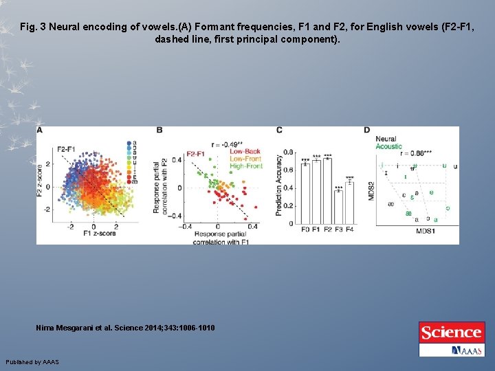Fig. 3 Neural encoding of vowels. (A) Formant frequencies, F 1 and F 2, Fig. 3 Neural encoding of vowels. (A) Formant frequencies, F 1 and F 2,