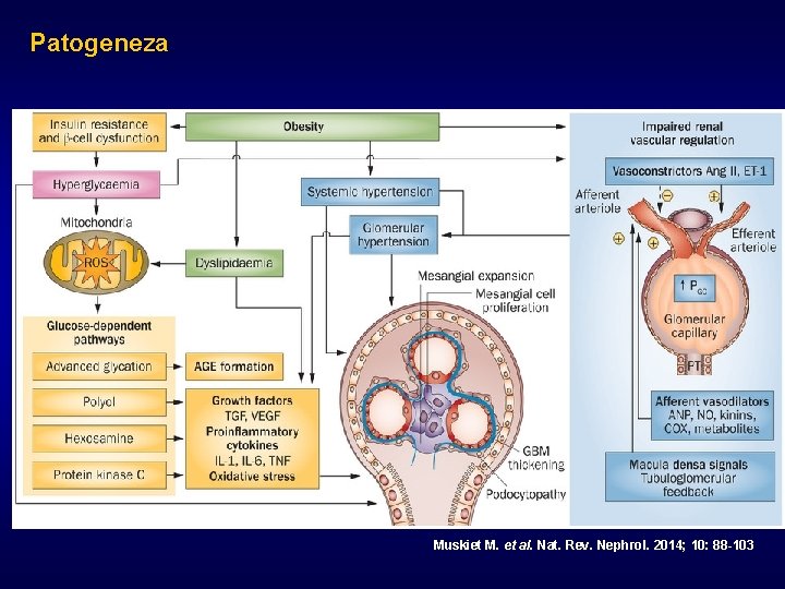 Patogeneza / AGE Muskiet M. et al. Nat. Rev. Nephrol. 2014; 10: 88 -103