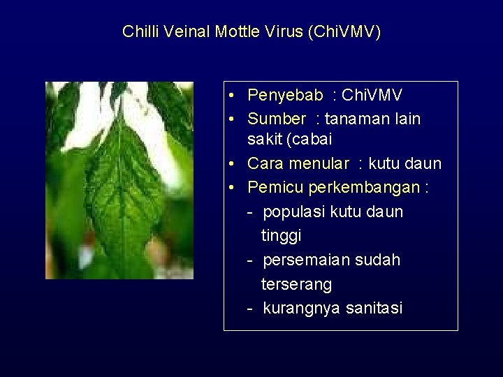 Chilli Veinal Mottle Virus (Chi. VMV) • Penyebab : Chi. VMV • Sumber :