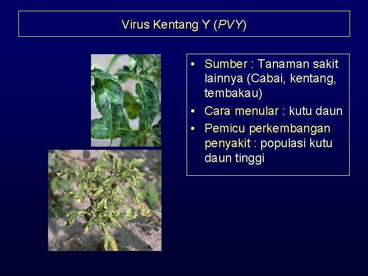 Virus Kentang Y (PVY) • Sumber : Tanaman sakit lainnya (Cabai, kentang, tembakau) •