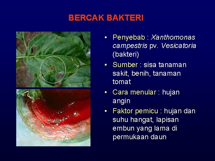 BERCAK BAKTERI • Penyebab : Xanthomonas campestris pv. Vesicatoria (bakteri) • Sumber : sisa