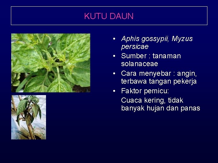 KUTU DAUN • Aphis gossypii, Myzus persicae • Sumber : tanaman solanaceae • Cara
