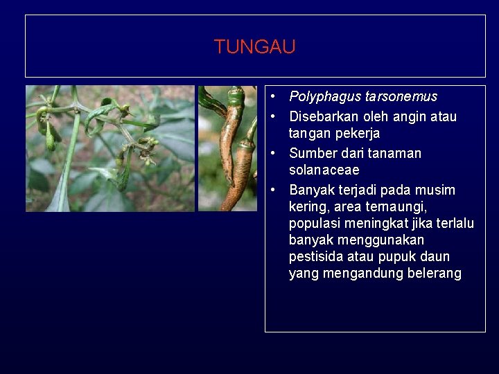 TUNGAU • Polyphagus tarsonemus • Disebarkan oleh angin atau tangan pekerja • Sumber dari