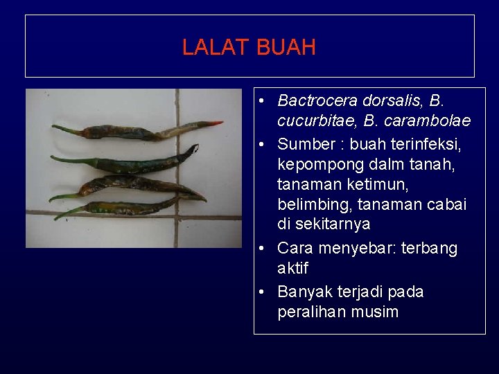 LALAT BUAH • Bactrocera dorsalis, B. cucurbitae, B. carambolae • Sumber : buah terinfeksi,