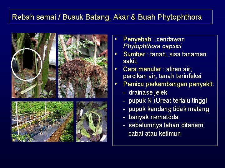 Rebah semai / Busuk Batang, Akar & Buah Phytophthora • Penyebab : cendawan Phytophthora