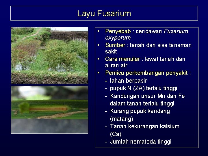 Layu Fusarium • Penyebab : cendawan Fusarium oxyporum • Sumber : tanah dan sisa