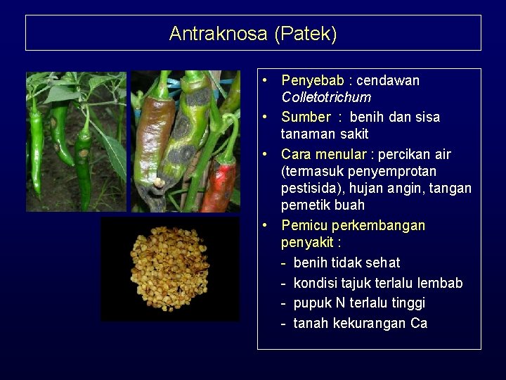 Antraknosa (Patek) • Penyebab : cendawan Colletotrichum • Sumber : benih dan sisa tanaman