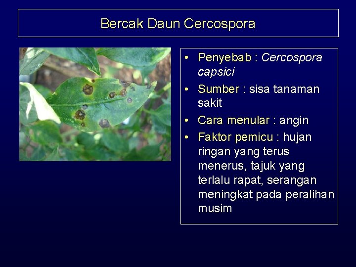 Bercak Daun Cercospora • Penyebab : Cercospora capsici • Sumber : sisa tanaman sakit