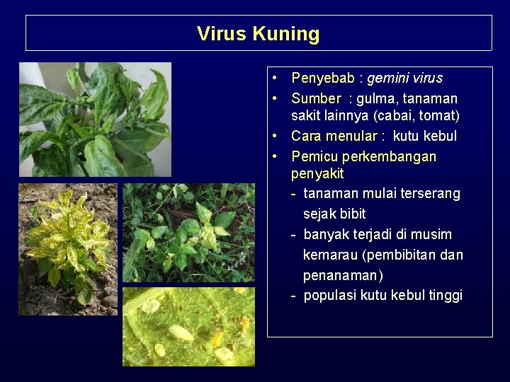 Virus Kuning • Penyebab : gemini virus • Sumber : gulma, tanaman sakit lainnya