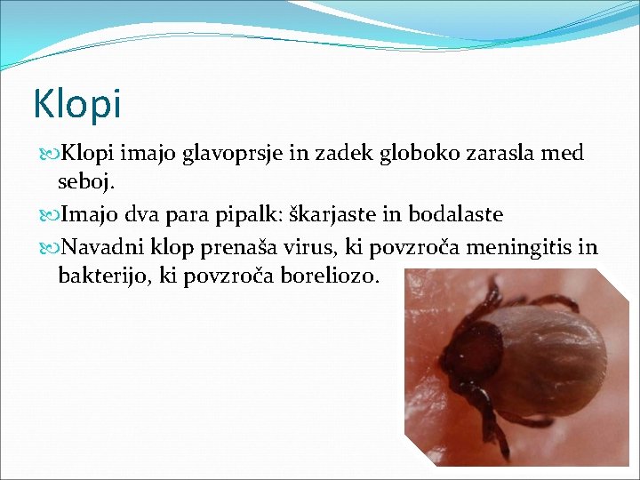 Klopi imajo glavoprsje in zadek globoko zarasla med seboj. Imajo dva para pipalk: škarjaste