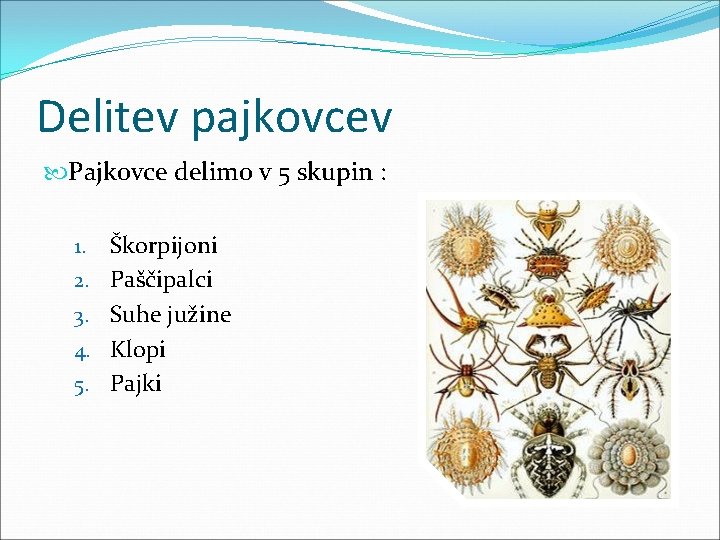 Delitev pajkovcev Pajkovce delimo v 5 skupin : 1. 2. 3. 4. 5. Škorpijoni