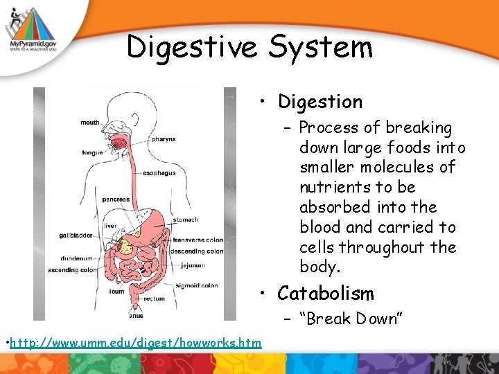 Digestive System • Digestion – Process of breaking down large foods into smaller molecules