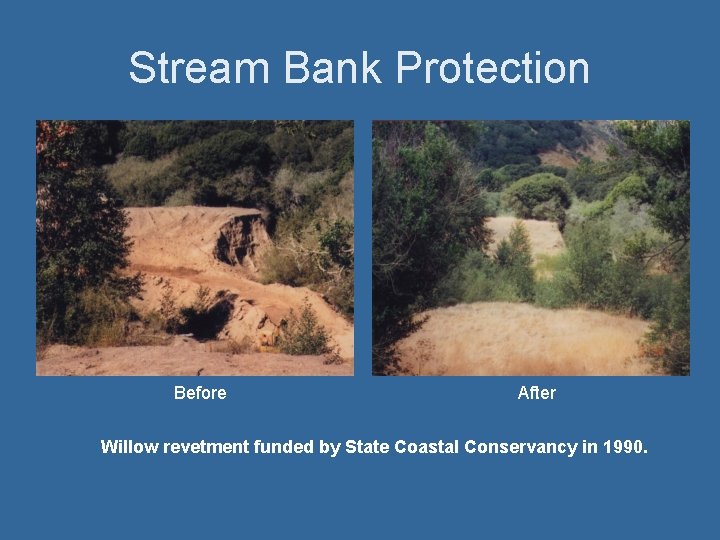 Stream Bank Protection Before After Willow revetment funded by State Coastal Conservancy in 1990.