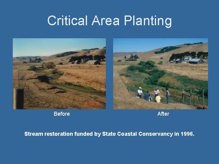 Critical Area Planting Before After Stream restoration funded by State Coastal Conservancy in 1996.