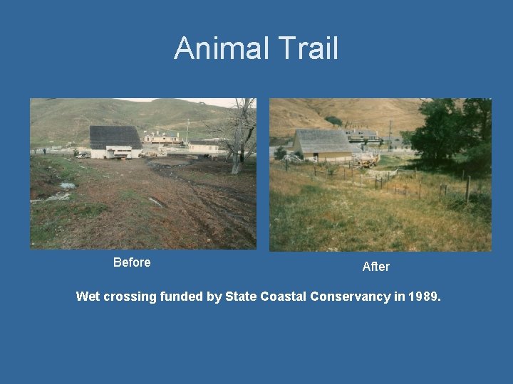 Animal Trail Before After Wet crossing funded by State Coastal Conservancy in 1989. 