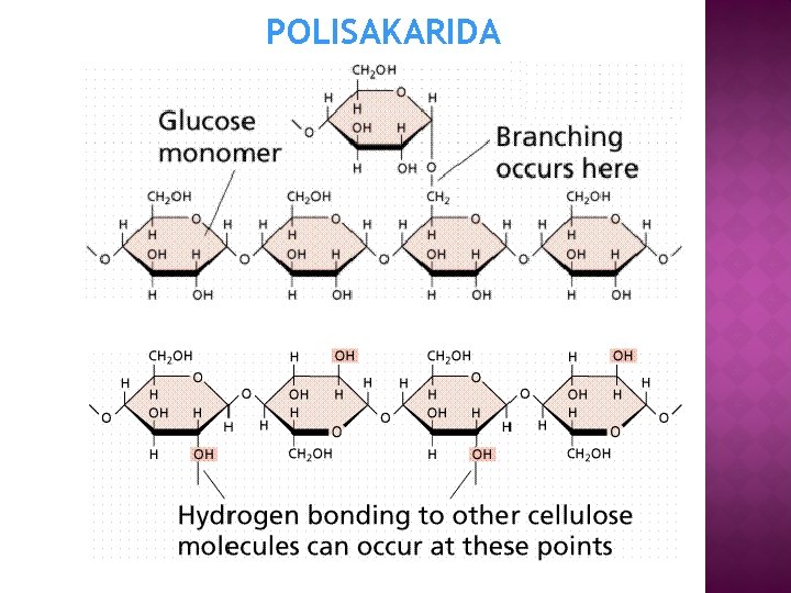 POLISAKARIDA 
