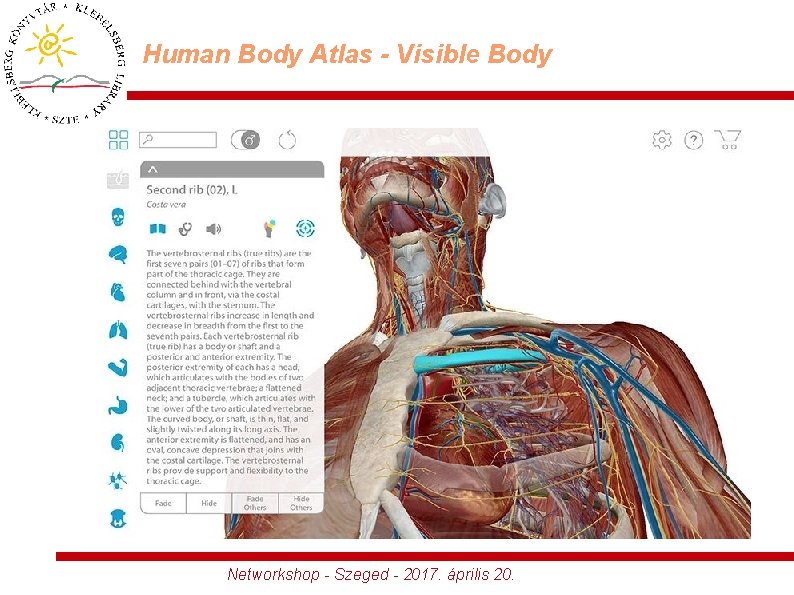 Human Body Atlas - Visible Body Networkshop - Szeged - 2017. április 20. 