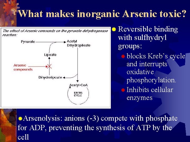 What makes inorganic Arsenic toxic? ® Reversible binding with sulfhydryl groups: ® blocks Kreb’s