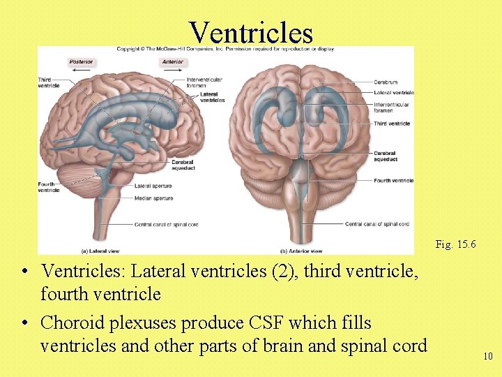 Ventricles Fig. 15. 6 • Ventricles: Lateral ventricles (2), third ventricle, fourth ventricle •