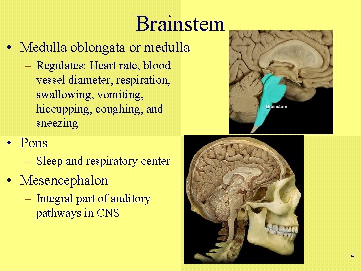 Brainstem • Medulla oblongata or medulla – Regulates: Heart rate, blood vessel diameter, respiration,