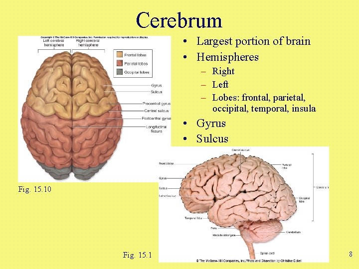 Cerebrum • Largest portion of brain • Hemispheres – Right – Left – Lobes: