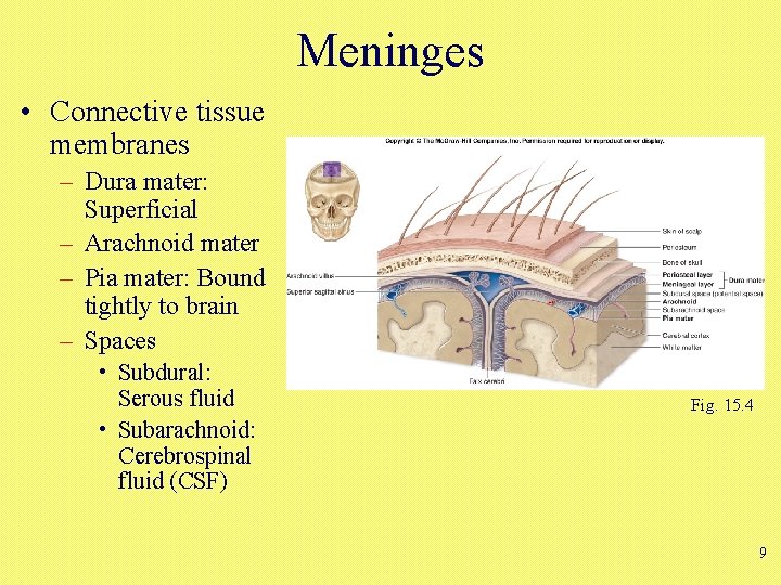 Meninges • Connective tissue membranes – Dura mater: Superficial – Arachnoid mater – Pia