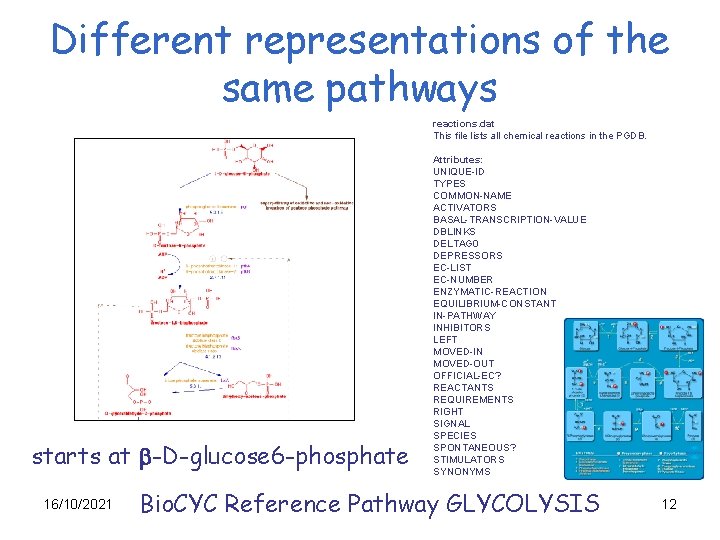 Different representations of the same pathways reactions. dat This file lists all chemical reactions