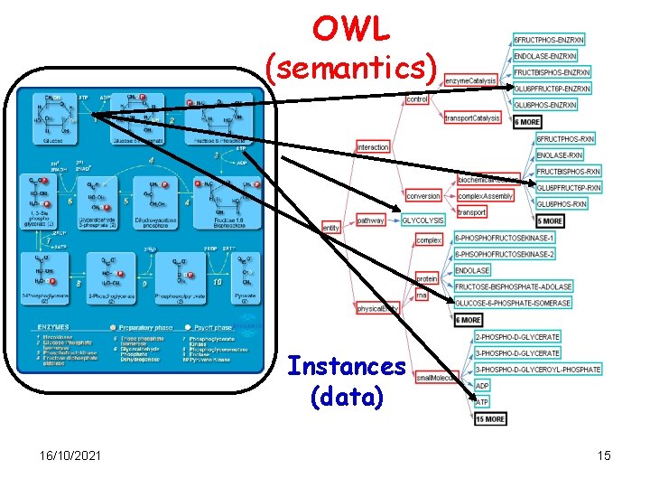 OWL (semantics) Instances (data) 16/10/2021 15 