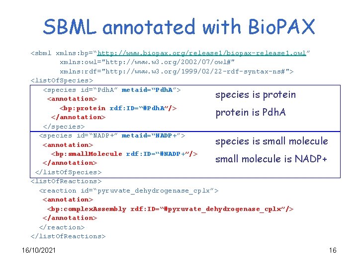 SBML annotated with Bio. PAX <sbml xmlns: bp=“http: //www. biopax. org/release 1/biopax-release 1. owl”
