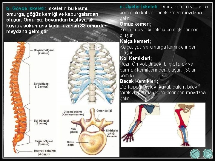 b- Gövde İskeleti: İskeletin bu kısmı, omurga, göğüs kemiği ve kaburgalardan oluşur. Omurga; boyundan