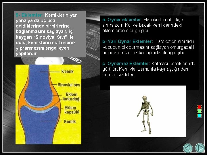 5 - Eklemler: Kemiklerin yana ya da uç uca geldiklerinde birbirlerine bağlanmasını sağlayan, içi