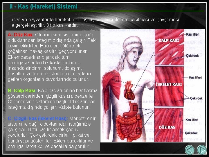 II - Kas (Hareket) Sistemi İnsan ve hayvanlarda hareket, özelleşmiş kas hücrelerinin kasılması ve