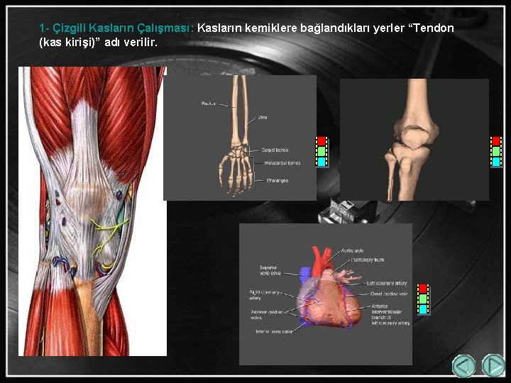 1 - Çizgili Kasların Çalışması: Kasların kemiklere bağlandıkları yerler “Tendon (kas kirişi)” adı verilir.