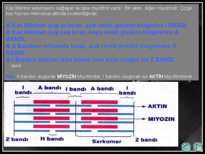 Kas liflerinin kasılmasını sağlayan iki tane miyofibril vardır. Biri aktin, diğeri miyozindir. Çizgili kas