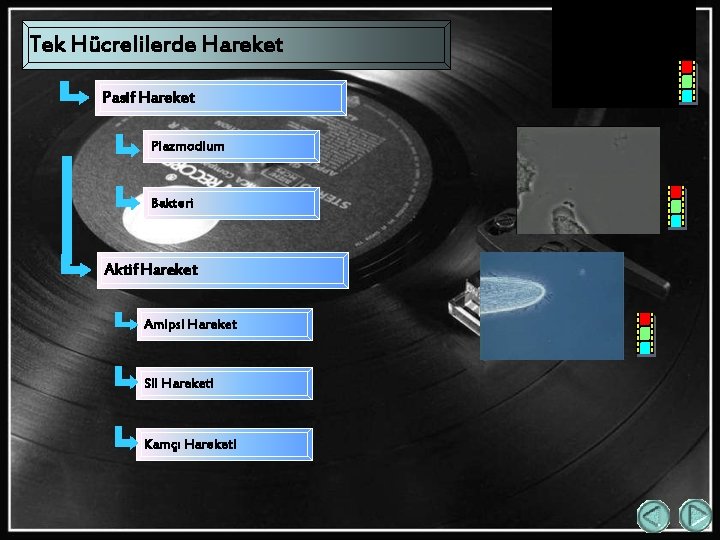 Tek Hücrelilerde Hareket Pasif Hareket Plazmodium Bakteri Aktif Hareket Amipsi Hareket Sil Hareketi Kamçı