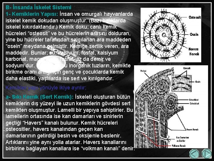 B- İnsanda İskelet Sistemi 1 - Kemiklerin Yapısı: İnsan ve omurgalı hayvanlarda iskelet kemik