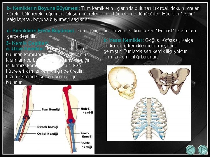 b- Kemiklerin Boyuna Büyümesi: Tüm kemiklerin uçlarında bulunan kıkırdak doku hücreleri sürekli bölünerek çoğalırlar.